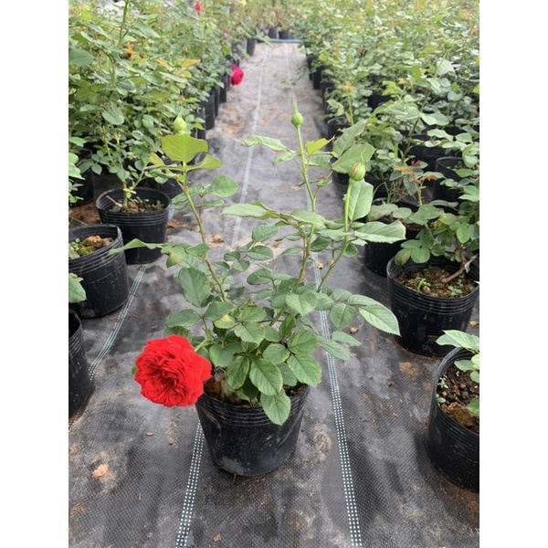 Cây hoa hồng bụi Red Apple màu đỏ tươi, cây nguyên chậu cao 50-60cm. thienan22916