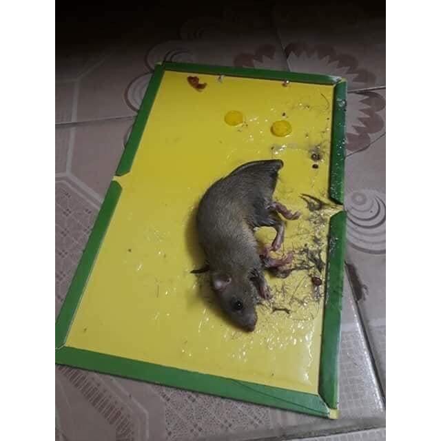 Dính chuột