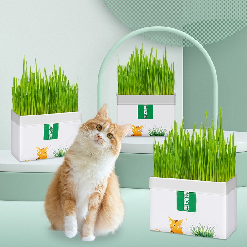 Combo cỏ lúa mạch cho mèo kích thích tiêu hóa cho mèo