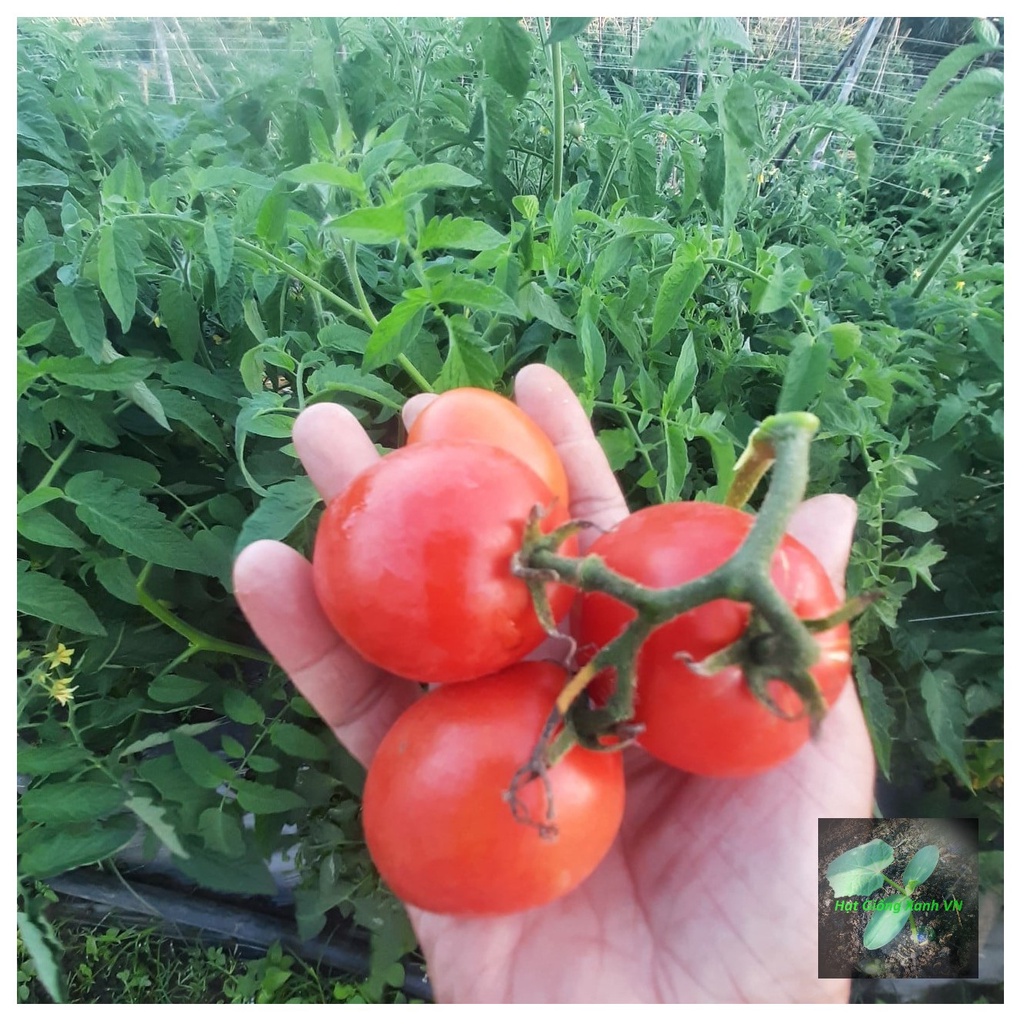 [Seeds] Hạt giống Cà chua lai F1 Rado, đóng gói 0.5gr (khoảng 30 hạt)