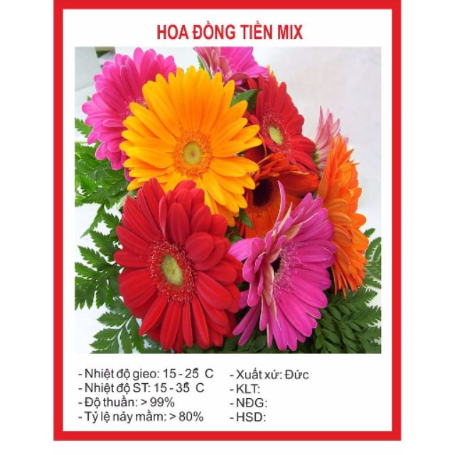 50 Hạt Giống Hoa Đồng Tiền Mix Màu