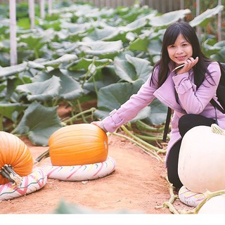 Hạt Giống Bí Ngô Khổng Lồ