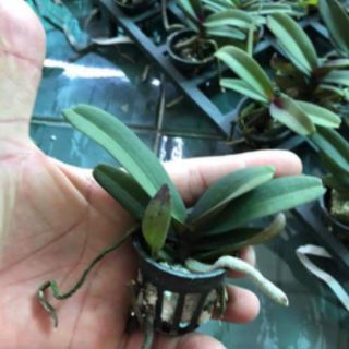 Lan Ngọc điểm Thái cây giống (đai châu - nghinh xuân)
