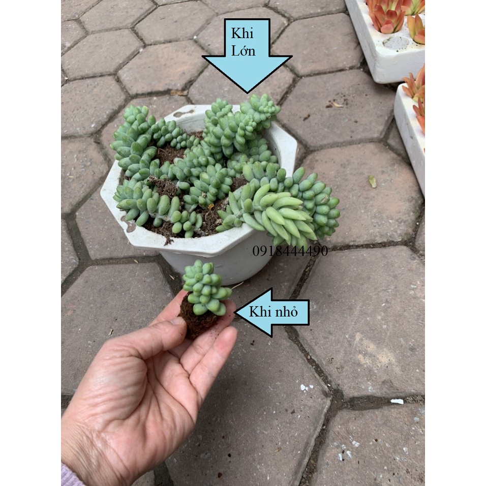 Sen đá mini 4-7cm siêu khỏe đã thuần khí hậu lỗi 1 đổi 1