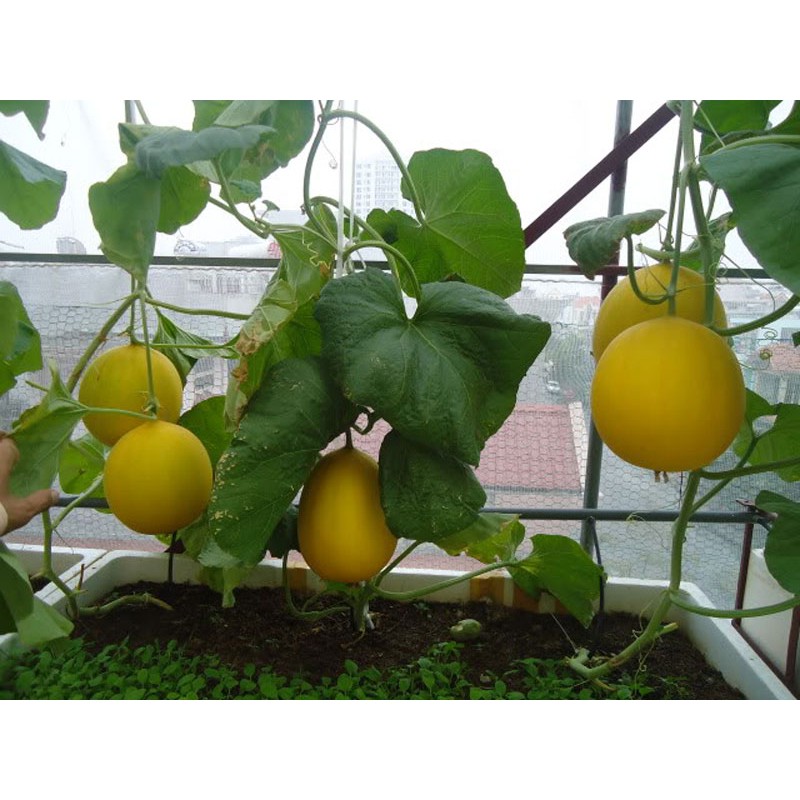 Gói hạt giống mix 3 loại dưa lê