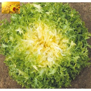 Hạt Giống Rau Xà Lách Hoàng Đế (3000 Hạt) -Dễ Trồng, Dinh Dưỡng, Năng Suất Cao - MUA 3 TẶNG 1 CÙNG LOẠI