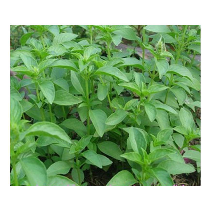 [GIÁ GỐC] Hạt Giống Rau Thơm Xả ( rau É Trắng) - 2gram