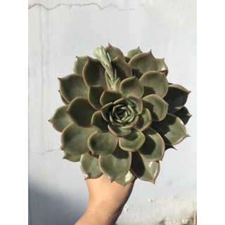 Sen đá đế vương hàng tuyển