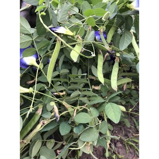 30H-Hoa đậu biếc cánh kép