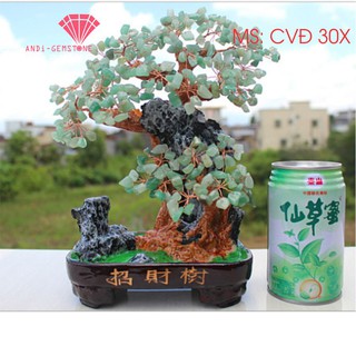 CÂY TÀI LỘC ĐÁ PHONG THỦY