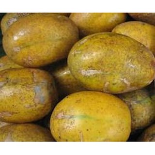 Cây giống cóc cầy siêu to, 3-4 trái/kg- Trang trí sân vườn- Hoa kiểng THfarm- Cây chuẩn giống