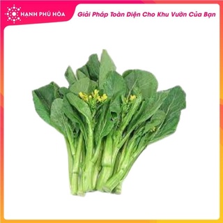 Hạt Giống Cải Ngồng Sen Vàng 20g/Gói - Sinh Trưởng Manh, Kháng Bệnh Tốt, Độ Đồng Đều Cao, Ăn Mềm, Tốt Cho Sức Khoẻ