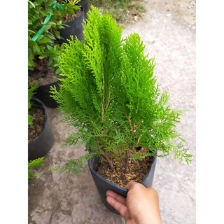 Trắc Bá Tùng