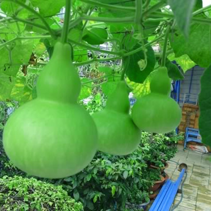 HẠT GIỐNG BẦU HỒ LÔ 1gr 
