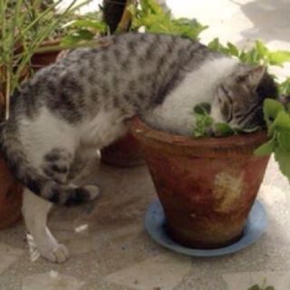 Cây Bạc Hà Mèo - Catnip