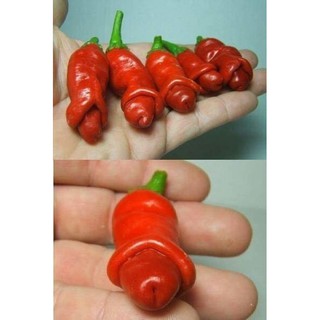3 HẠT GIỐNG ỚT PETER CU TÝ - RẺ VÔ ĐỊCH