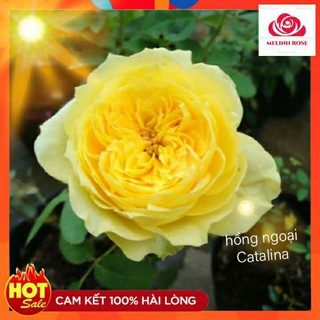 Hoa hồng Catalina màu vàng chanh tuyệt đẹp với phom hoa khum sang trọng-Vườn Hoa Melinhrose
