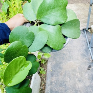 [CÓ SHIP TỈNH] Cây Giống Cẩm Cù Tim