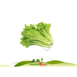 Xà lách lo lo xanh đà lạt - loại 1kg