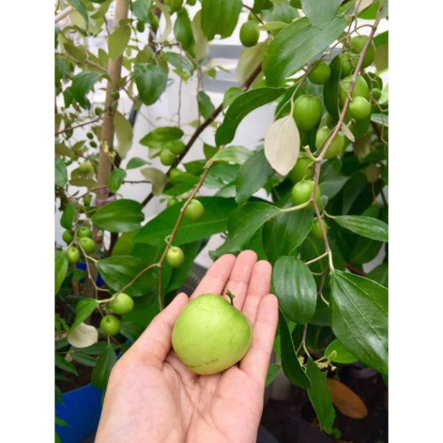 Cây Táo Thái Xanh - Cây Ăn Quả - H2O Farm + Tặng 01 cây dâu da đất