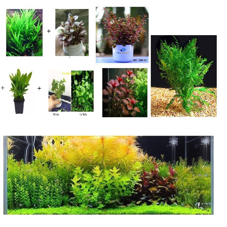 Cây thủy sinh cắt cắm Tổng hợp tất cả các loại ( từ 10-30 ngọn/ bó)