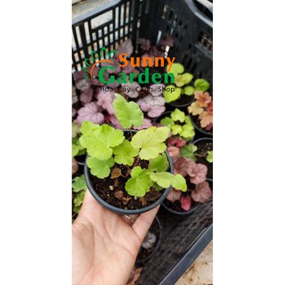 Cây Lá Màu Heuchera (Chuông San Hô), Cao 9-10cm - Chậu Cảnh sống lâu năm , ưa trồng sân vườn, biệt thự, chậu kiểng mini.