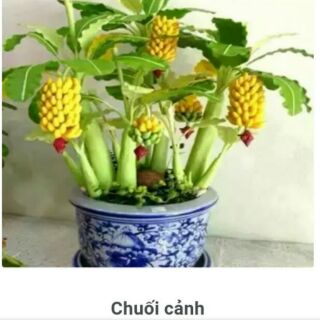 Hạt giống chuối cảnh