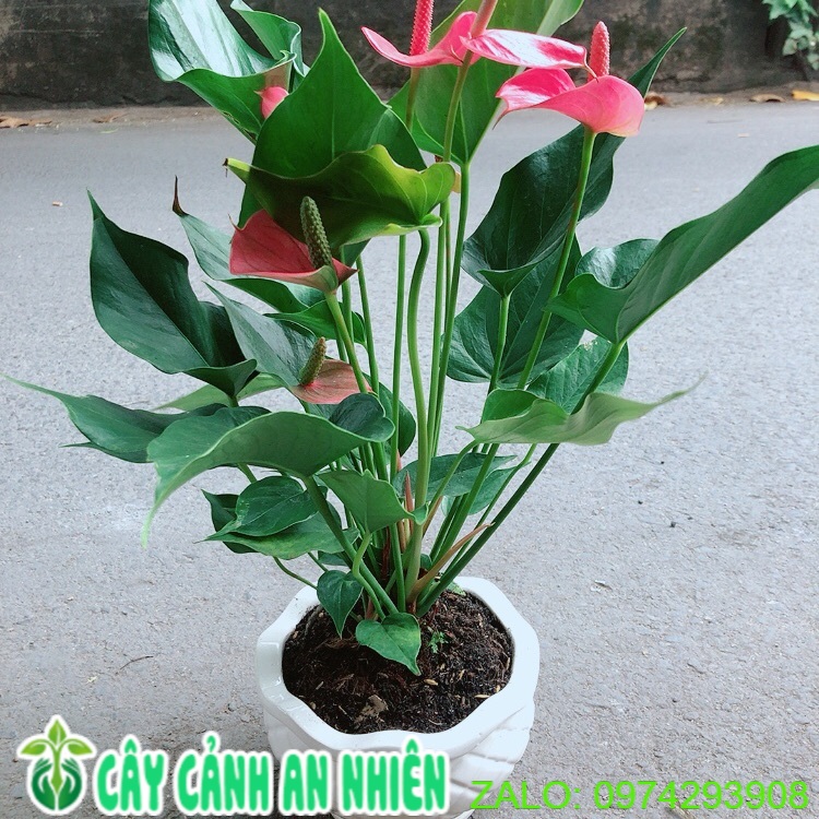 Chậu Cây Hồng Môn Size Lớn