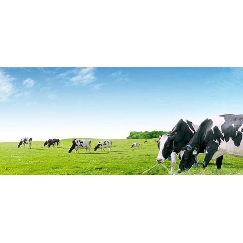 THÙNG SỮA TƯƠI DEVONDALE /Own 24 Hộp NỘI ĐỊA ÚC