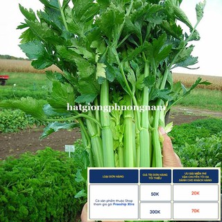 5GR - HẠT GIỐNG CẦN TÂY