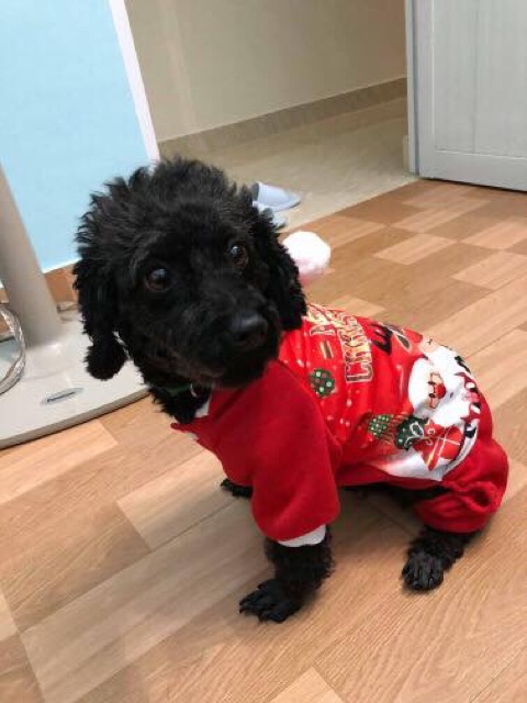 ĐỒ NOEL CHO CHÓ MÈO (ảnh thật)