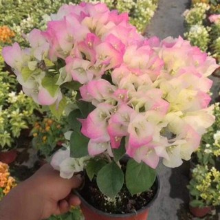 hoa giấy đổi màu