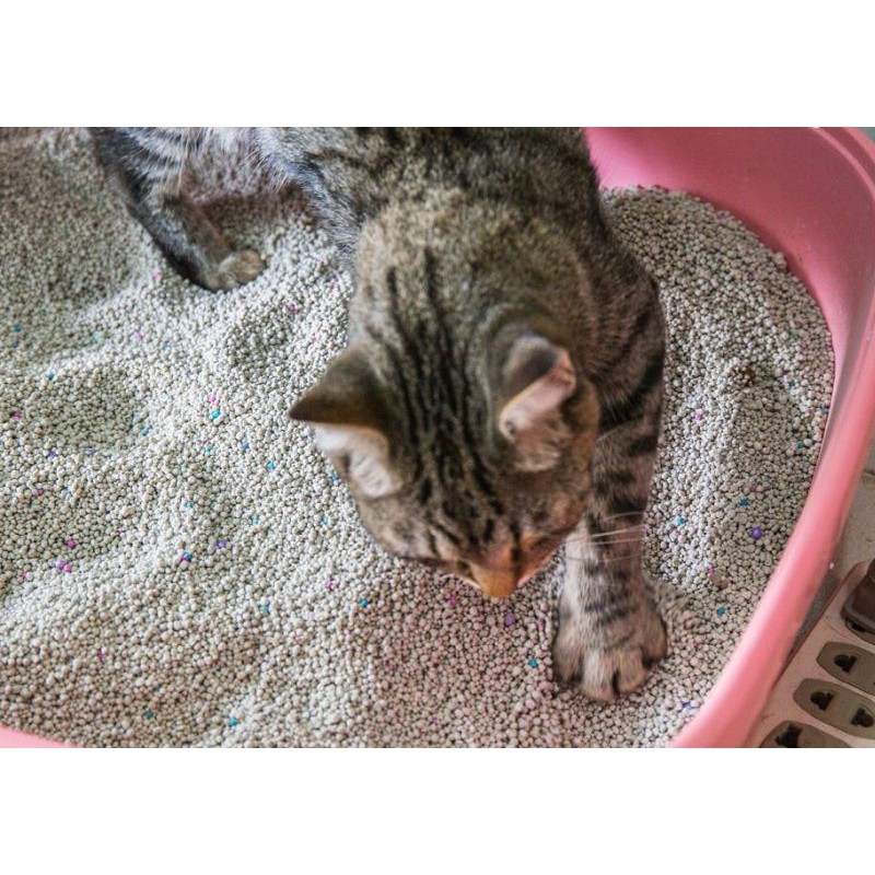 Cát Vệ Sinh Cho Mèo Hương Táo - Bao 1kg -