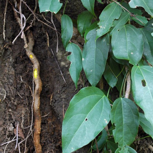 Hoàng đằng khô thượng hạng JINDO 1kg