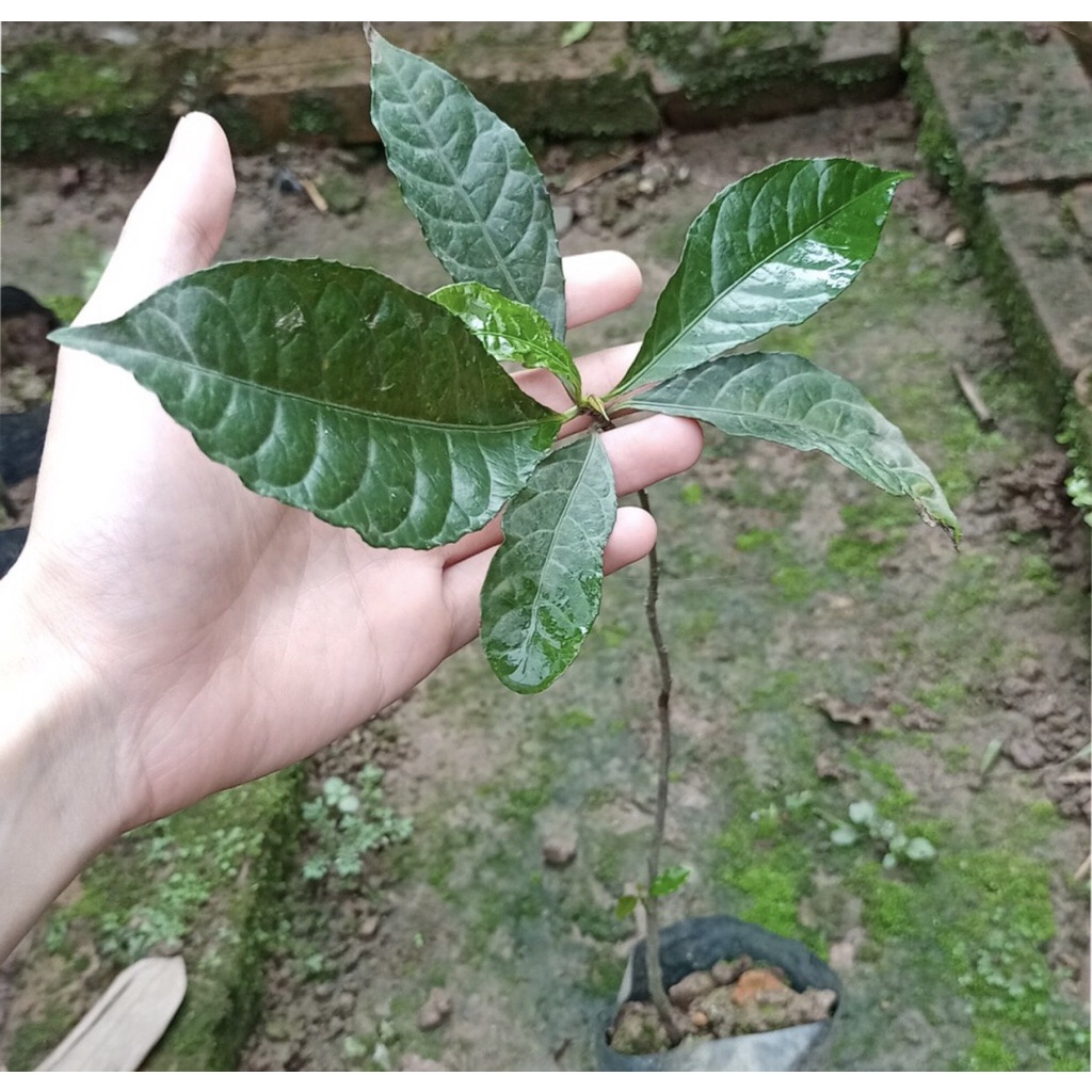 Giống đơn mặt trời - hay còn gọi cây lá liễu, đơn lá đỏ, cây liễu đỏ, lá đan mặt trời