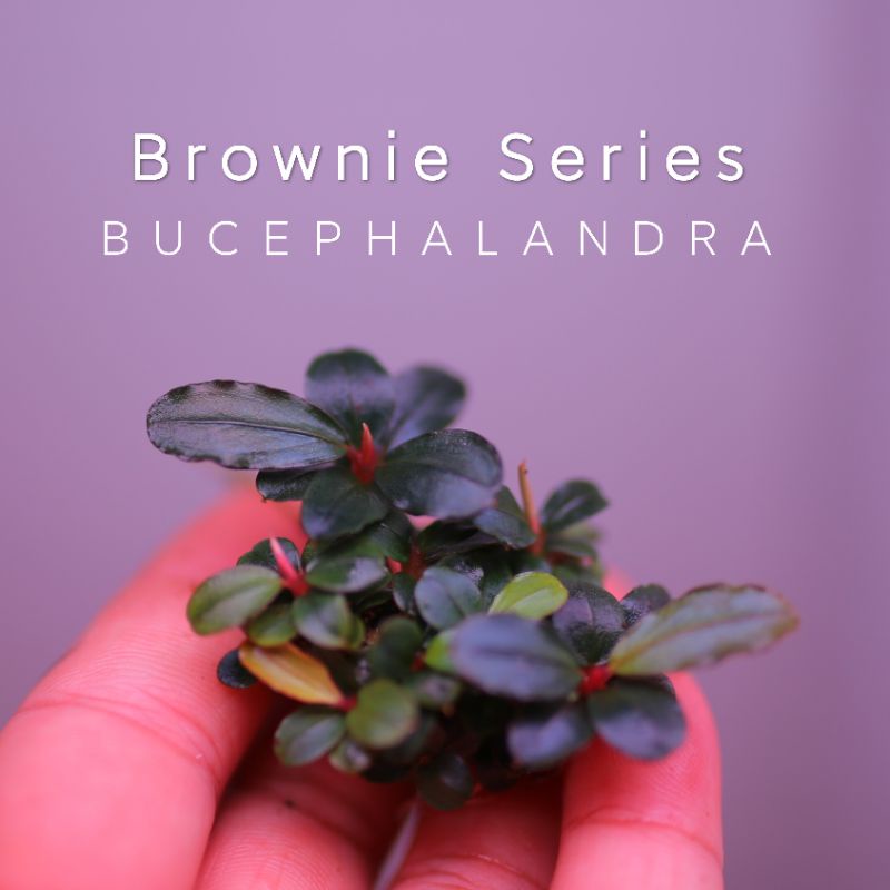 Bucep Brownie Series | Cây thủy sinh | Hàng cụm | lá cạn