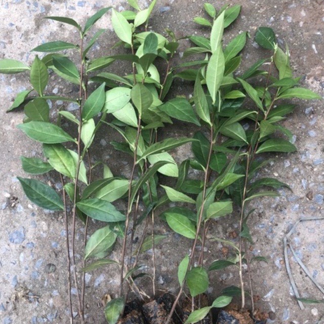 Cây chè xanh Thái Nguyên cao 35-50cm mua 5 cây tặng 1 cây