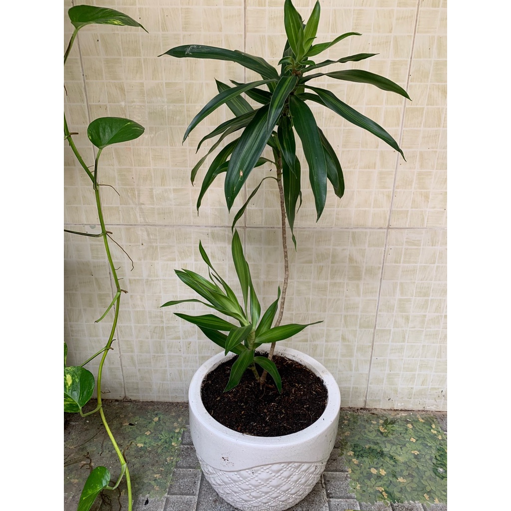 Cây trúc bách hợp - cây cảnh trong nhà