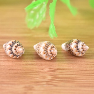 Ốc nhỏ trang trí (10con)