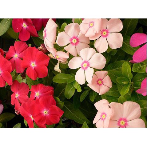 HẠT GIỐNG HOA DỪA CẠN NHIỀU MÀU THÂN CAO - GÓI 0,3 GRAM