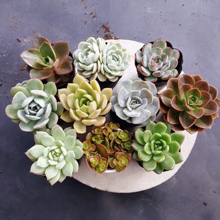 Combo 10 cây Sen Nhỏ ngẫu nhiên size 5-7cm siêu rẻ đẹp