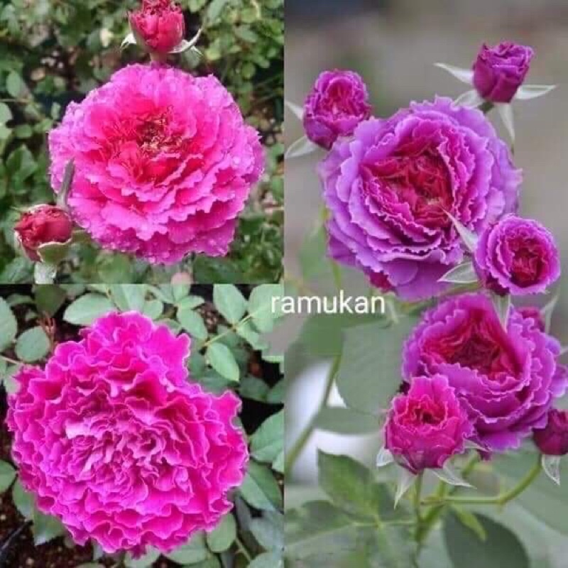 Combo 5 gốc hồng nhập ngoại đã có mầm