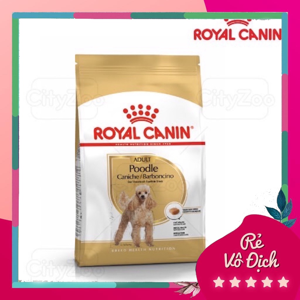 [Royal Adult 500gr] Thức ăn hạt cao cấp cho poodle trưởng thành