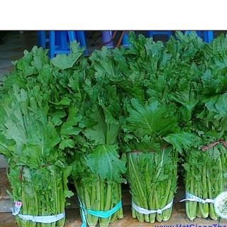 HẠT GIỐNG CẢI MÈO HÀ GIANG (20g) XUẤT XỨ TẠI VIỆT NAM