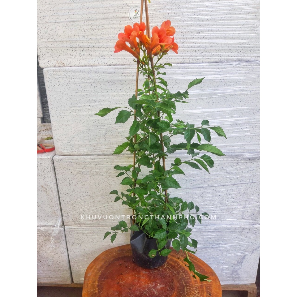 Cây dây leo đăng tiêu chưa hoa