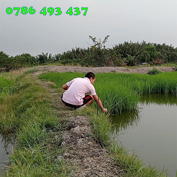 50 Cần Câu Cắm Cá Lóc chưa tóm sẵn lưỡi