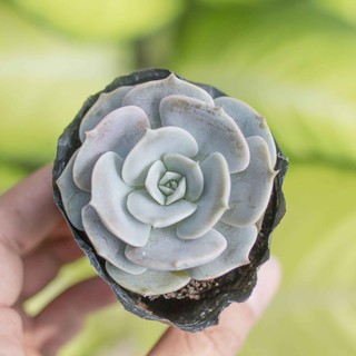 Sen đá đất hồng 5-7cm - Vườn sen đá
