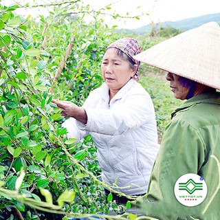 Dây thìa canh 1KG - T002