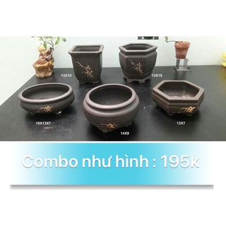 Combo 5 chậu bonsai mini như hình - trồng cây cảnh , cây bonsai