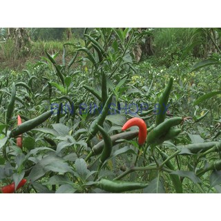 HẠT GIỐNG ỚT CHỈ THIÊN (30 hạt)